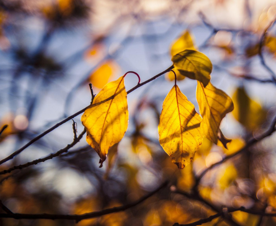 秋冬时节气温降低，为何还要养阴气?